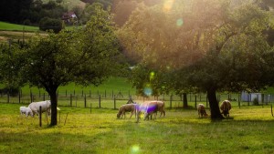 „Weniger Fleisch zu essen ist eine doppelte Gewinnsituation“