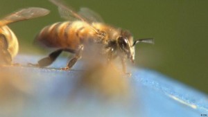 Künstliche Intelligenz im Bienenstock