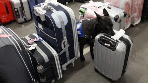 Brasilianerinnen bekommen Haftentschädigung