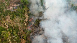 Schlimmste Waldbrände seit 20 Jahren