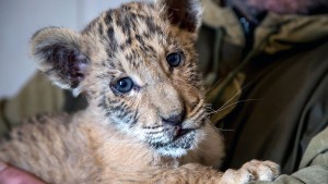 Seltener Liger in russischem Wanderzirkus geboren