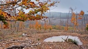 Der Taunus wird zum Auffangbecken