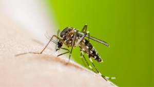 Tigermücke überträgt erstmals Chikungunya-Virus in Spanien