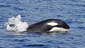 Warum sich Orcas auf Segelboote stürzen