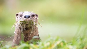 Fischotter und Luchse erobern sich mehr Räume