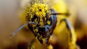 Bienensterben: Hessen für breites Verbot von Pestiziden