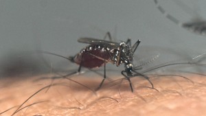 EU-Behörde macht Weg frei für Impfung gegen Chikungunya-Fieber