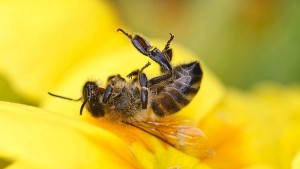 Warum uns das Insektensterben beunruhigen sollte