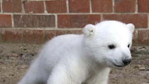 Der Eisbär und die Giftspritze