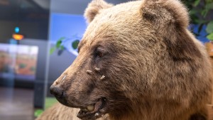 Landrätin fordert bewaffnete Einheit gegen Bären