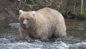 Diese Braunbärin ist wohl das fetteste Tier in Alaska