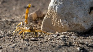 500 Menschen von Skorpionen gestochen