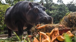 Flusspferde von Pablo Escobar zur „invasiven Art“ erklärt