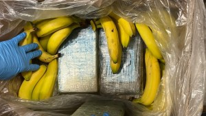 95 Kilo Kokain in Bananenkartons entdeckt