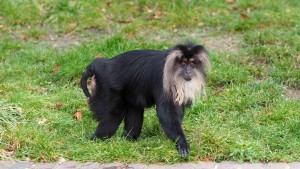 Diebe stehlen Affen aus Leipziger Zoo