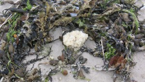 Wieder rätselhafte weiße Klumpen in Wangerooge angespült