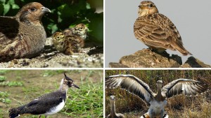 Die Zahl der Vögel geht stark zurück