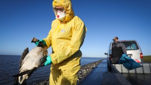 „Dieser Vogelgrippeausbruch ist ohne Beispiel“