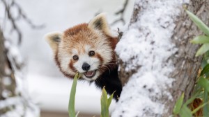 Zwei Pandas büxen aus Schweizer Zoo aus