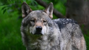 Bundesumweltministerin Lemke fordert mehr Wolfsabschüsse