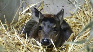 Wie Zoos auf Seuchen reagieren