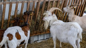 Klauenseuche könnte für Landwirte teuer werden