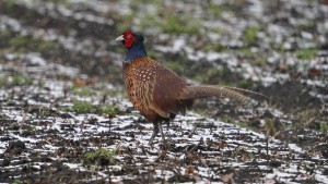 Vogelgrippe bricht in Geflügelhöfen aus