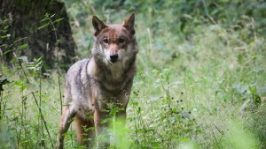 Wieder Nachwuchs bei den Wölfen im Rheingau