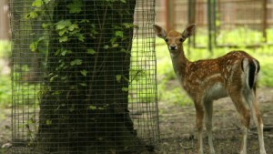 Zoo-Tiere geschlachtet und verkauft