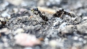 Sorge nach Entdeckung von Drüsenameisen in Darmstadt-Dieburg