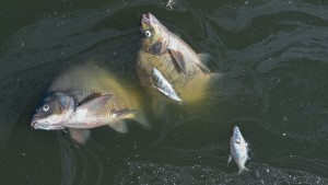 Polen schließt Quecksilber als Ursache für Fischsterben aus