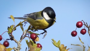 Meisen lernen nach Umzug von ihren neuen Nachbarn