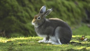 Alpenschneehase zum Tier des Jahres 2025 gewählt