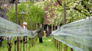 Winzer befürchten Ernteausfall nach Frostnächten