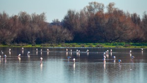 Kein Wasser – keine Zugvögel