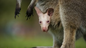 Tierpark präsentiert seltenes Albino-Wallaby