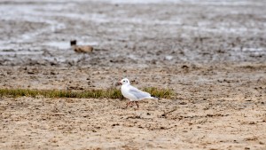 Unesco warnt vor weiterer Öl- und Gasförderung im Wattenmeer