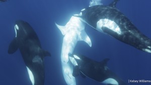 Wie Orcas die größten Fische der Welt erlegen