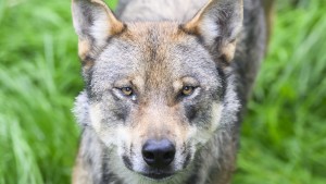 Lemke will Abschuss von Wölfen erleichtern