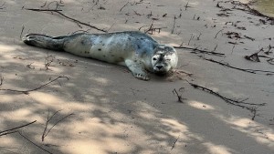 Seehund verirrt sich in die Elbe – und holt sich Fisch an Fischtreppe