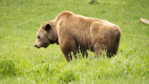 Soldaten melden Sichtung eines Bären im Allgäu