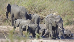 Elefant trampelt Tourist tot