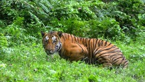 Tiger töten Frau in Safaripark 