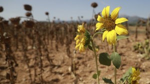 Klimawandel hat Rekordhitze im Frühjahr angeheizt