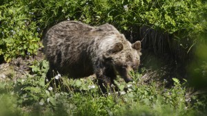 Spuren eines Braunbären in Oberbayern gesichtet