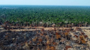 Brasilien und Kolumbien wollen die Abholzung des Regenwaldes stoppen