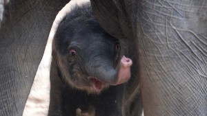 Elefantenbaby im Leipziger Zoo geboren