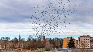 Auf der Suche nach dem Brandenburg-Tempo