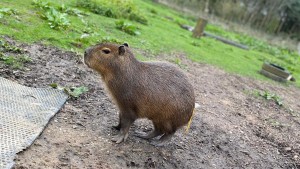 Capybara „Cinnamon“ in England eingefangen