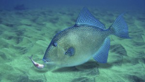 Beißende Fische schrecken Schwimmer in Südfrankreich auf